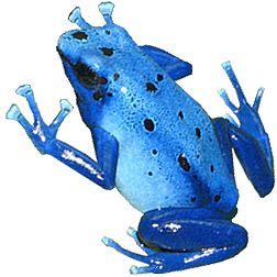 Azureus Sky-Blue